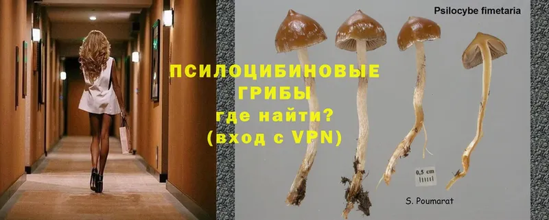 кракен маркетплейс  Ковров  Псилоцибиновые грибы Psilocybe 